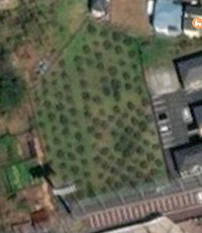 これは畑ですか？ 航空写真です。 ポツポツと低木が植えられているようにみえます、、、