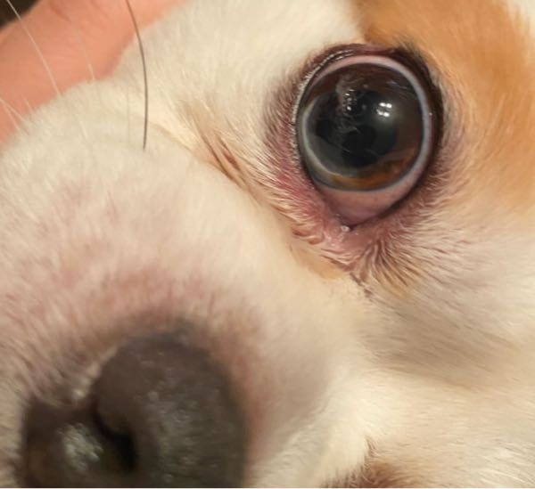 お世話になります。 犬の目の病気について質問です。 先程気づいたのですが、この目の中にある白いモノは何なのでしょうか？ 目のことなので、とても心配なのですが至急病院に連れていく必要はありますか？ ご回答よろしくお願いいたします。 ​─────── ・チワワ ♂5歳です。