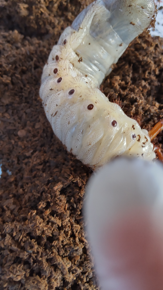 ヘラクレスの三令幼虫です。 この画像で雌雄はわかりますか？ 写真がうまくとれなくてすみません…