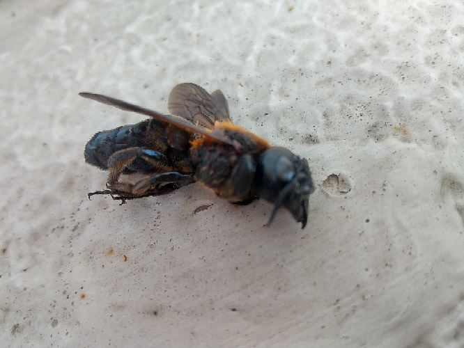 これはなんという蜂でしょうか？３５年生きてきて初めて見ます。スズメバチくらい大きくてアゴがクワガタのように大きいです。長さは３センチくらいあると思います。よろしくお願いします
