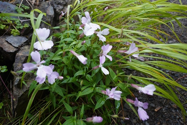 山梨県の北岳に咲いていました。 花の名前を教えてください。