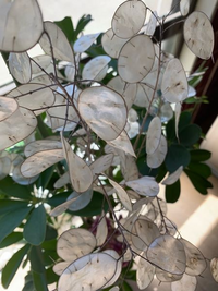 この植物の名前を教えてください ゴウダソウでは 別名ルナリア Http Yahoo 知恵袋