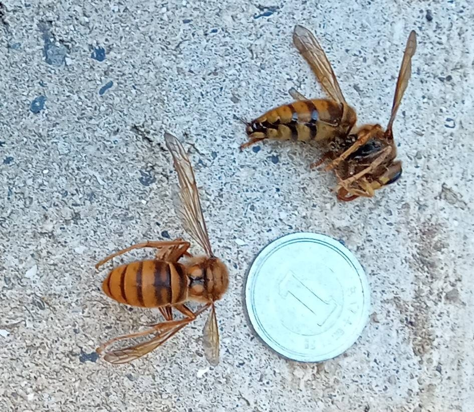 この蜂の種類はなんでしょうか？？