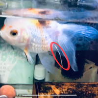 金魚の消化不良について 知人が飼っている金魚なのですが 写真のよう Yahoo 知恵袋