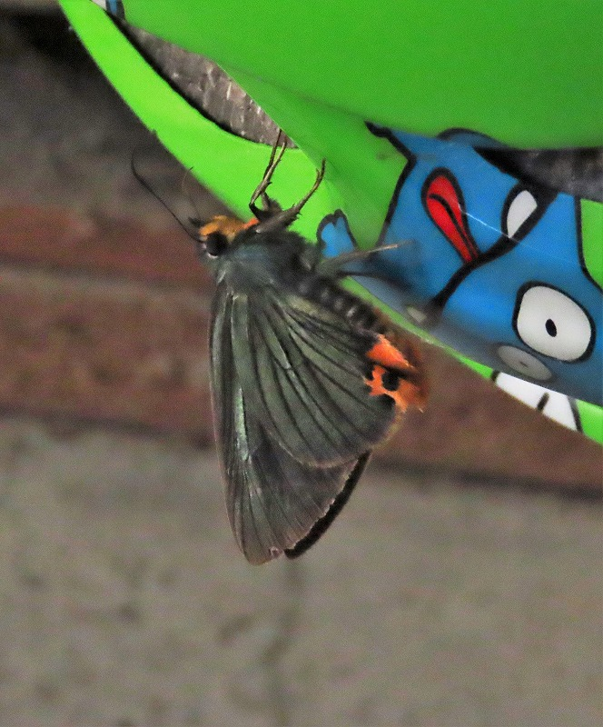 夕方見なれない珍しい蝶が車庫に入って来ました。 サイズはスジグロシロチョウぐらいで黒い蝶です。 度々で恐れ入りますがお分かりいただければお教えください。