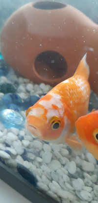 金魚を飼っているのですが 元いた金魚が今日買ってきた金魚の尾び Yahoo 知恵袋