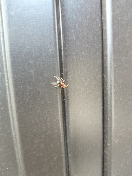 これは火蟻でしょうか？