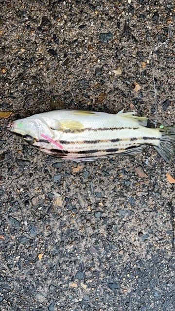 これはなんという魚でしょうか 舞鶴の前島埠頭からつりました Yahoo 知恵袋