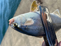 剥製初心者なので市場で買った魚を使いたいんですがどんな魚がいいです Yahoo 知恵袋