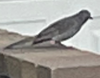 見たことない鳥が居て なんの鳥か気になってます この鳥の名前わかる Yahoo 知恵袋