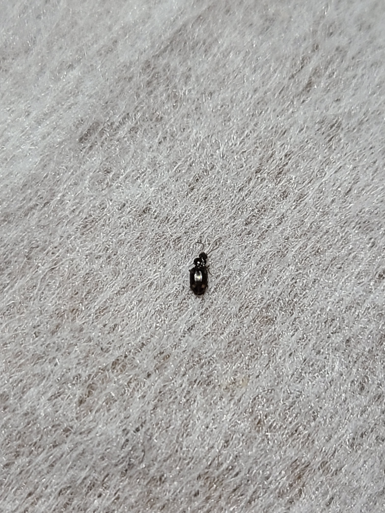 蚊取り線香について 死ぬのは蚊だけでアブなどの虫は平気なのでしょうか 理 Yahoo 知恵袋