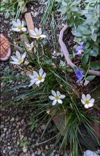 この花の名前を知っている方いませんか 毎年夏に咲くのですが 名前が Yahoo 知恵袋