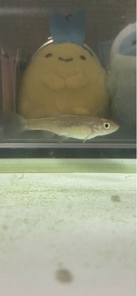 この稚魚は何かわかる方いますか ニジマスが養殖されてる川の下流にい Yahoo 知恵袋