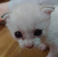 猫の垂れ耳についてです。

生後３週(生後20日)ほどの子猫ですが、耳が立ちません。生まれたてを拾ったので、雑種だと思うのですが、同じ週齢の画像を見てもなかなか垂れてる子はいなくて。。 耳は聞こえてると思いますが(耳の中はきれいに成長してます)、軟骨の異常とかでしょうか？