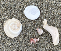 この貝殻たちの名前を教えてください 3種類あります 左下サザエ系の蓋右上 Yahoo 知恵袋