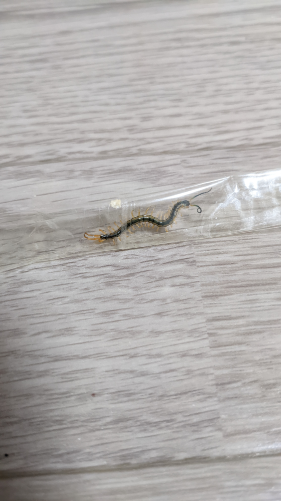 東京ディズニーシーの声優について開園のアナウンスなどで男の人が Yahoo 知恵袋