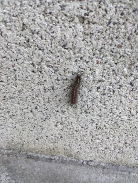 生物が得意な方に質問です 学校で肝臓の カタラーゼ について学習しました Yahoo 知恵袋