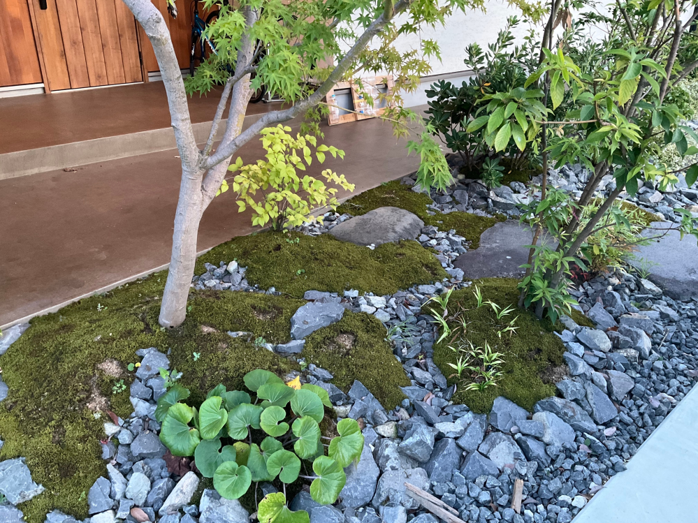 地下植えのジュランタが三年ほどの間まったく花が咲きません 今の時期まだ葉ば Yahoo 知恵袋