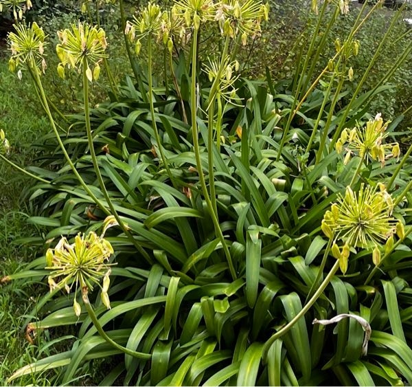 花言葉で 愛 思いやり ふれあい など 優しい言葉を持つ花を教えて下さい Yahoo 知恵袋