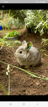 この哺乳類の名前を教えて頂きたいです ピグミーウサギです H Yahoo 知恵袋