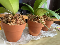 ガーデニング初心者です 頂いた胡蝶蘭の花が少なくなったので ネットで調べて見 Yahoo 知恵袋