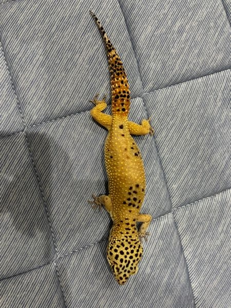 爬虫類飼育ケージ レオパ（ヒョウモントカゲモドキ）里親募集のため
