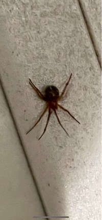 たまに家にこの蜘蛛がいるのですが これはなんという蜘蛛ですか 因みにサイズは Yahoo 知恵袋