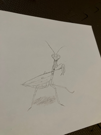 イラストを書いてみました これは 何でしょう カマキリ Yahoo 知恵袋