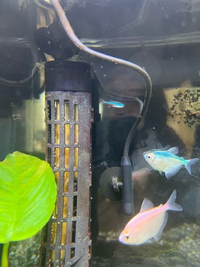 ブルーテトラを購入しました 1ヶ月3週間ほど経つと体に赤い線がある Yahoo 知恵袋