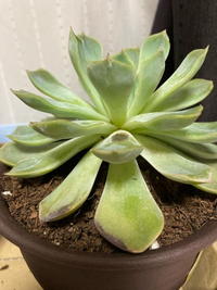 多肉植物植物の様子がおかしいです買った時より葉が上に伸びたきがします葉っぱの Yahoo 知恵袋