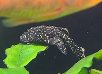 プレコに詳しい方教えて下さい 名前わかる方いますか この個体 Yahoo 知恵袋