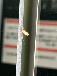 この虫は何と言う名前ですか カゲロウの仲間ですね キイロカワ Yahoo 知恵袋