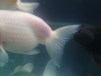 飼って１ヶ月位の金魚のヒレにニキビみたいのができました これ何か分かる方いま Yahoo 知恵袋