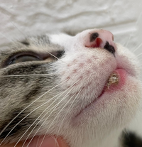 【至急】生後2ヶ月後半の保護猫なのですが昨日くらいから唇？にできものみたいな... - Yahoo!知恵袋