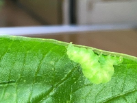 冷蔵庫の野菜室にポロッといました調べたらモンシロチョウの幼虫かなと思いました Yahoo 知恵袋