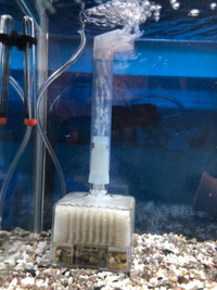 至急 ダイソーの 液体状の カルキ抜きは ペットボトル一本分 約500m Yahoo 知恵袋