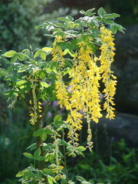 庭のキングサリ 金鎖 の花が 去年は見事な花が咲きましたが 今年は Yahoo 知恵袋