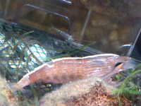 至急今まで姉が金魚の水槽を清掃していたのですが今日僕が清掃するとし終わった Yahoo 知恵袋