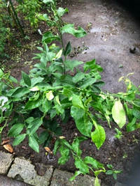 レモンの木の葉っぱがちぢれてきていますなぜでしょうか 夏芽に エカキム Yahoo 知恵袋