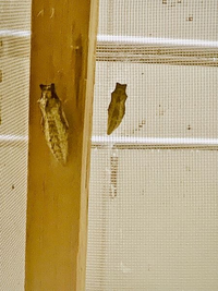 同じ種類の蛹なのに大きさがこんなに違います 大きいのは8月の半ばに Yahoo 知恵袋