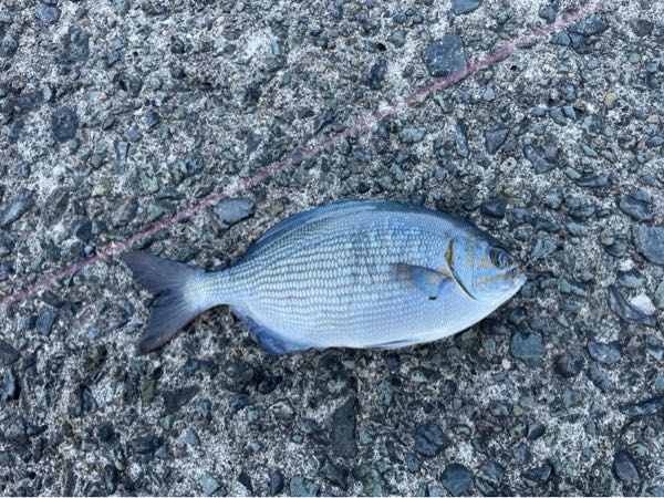 この魚の名前を教えて下さい グレ メジナ じゃなくイスズミ Yahoo 知恵袋