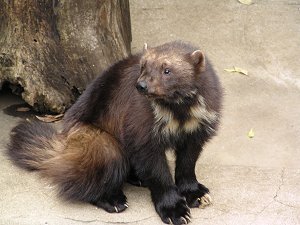 ラーテルとクズリはどっちが強いんでしょうか 小型肉食獣中その強さ 獰猛 Yahoo 知恵袋