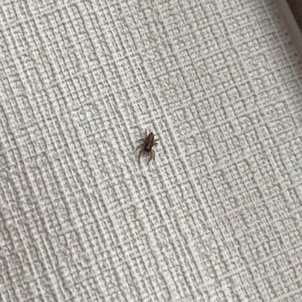 この子はハエトリグモですか なんて名前のクモでしょうか 小さすぎて Yahoo 知恵袋