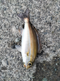 この魚なんですか 食べれますか 海でサビキで釣りました イサギ イサキ Yahoo 知恵袋