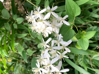 散歩中にとても良い香りの花に出会いました この花は何の花でしょう Yahoo 知恵袋