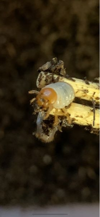 質問失礼します これはコガネムシの幼虫でしょうか 土にいたのですが コガネム Yahoo 知恵袋