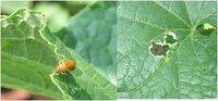 胡瓜やカボチャの葉を食べる害虫の名前と駆除方法を教えてください 胡瓜や南 Yahoo 知恵袋