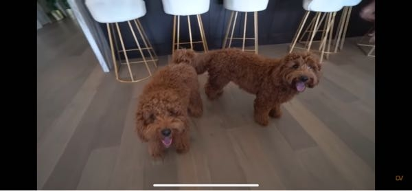 イヌ 投票受付中の質問 Yahoo 知恵袋