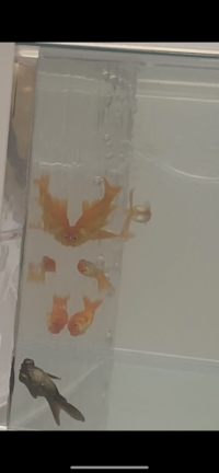金魚が上の方に固まっています水質が悪いとか酸素が足りてないとかですか もし酸 Yahoo 知恵袋
