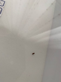 カブトムシ クワガタの標本作成について質問です 今年から初めて飼っ Yahoo 知恵袋